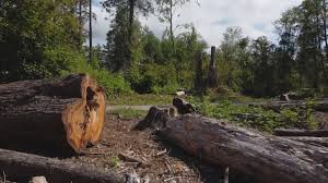  Vonore, TN Tree Removal Pros